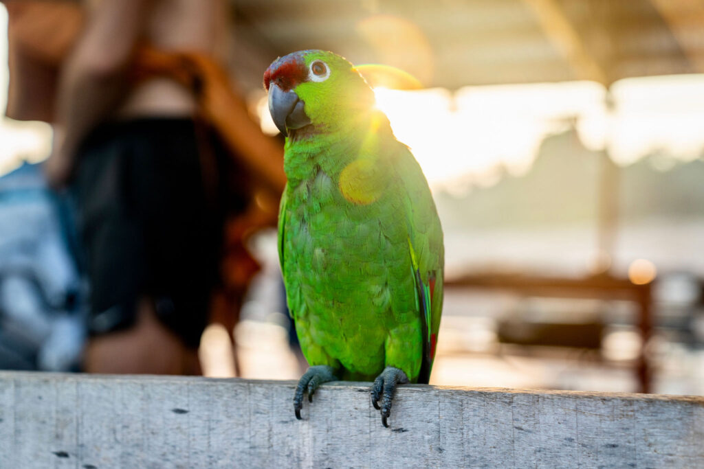 Capturing cinematic moments deep in the Amazon rainforest