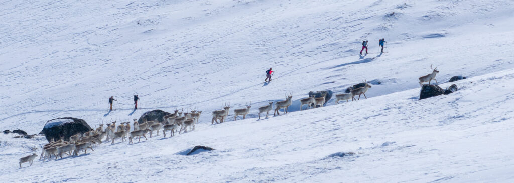 Expansive view of Greenland’s frozen landscape with an adventurer in the distance.