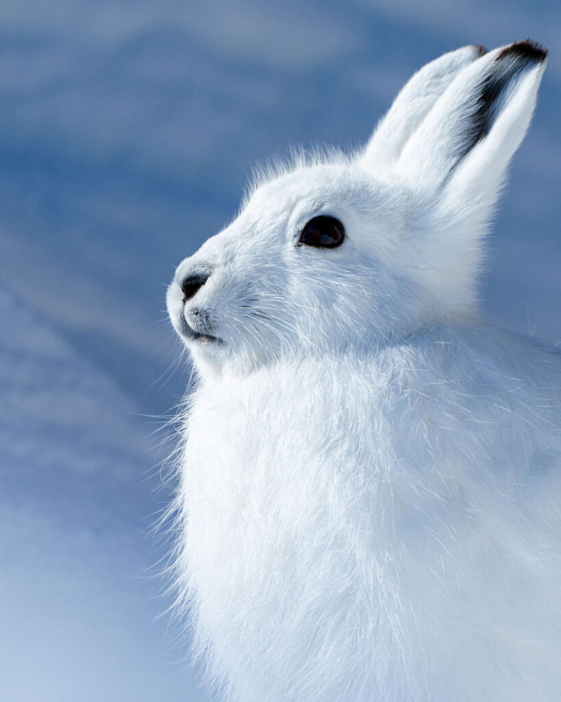 Expedition member pausing in Greenland’s vast, frozen wilderness.