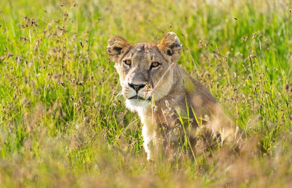 A moment from Kenya Expedition Terra 2024, featuring local landscapes or culture