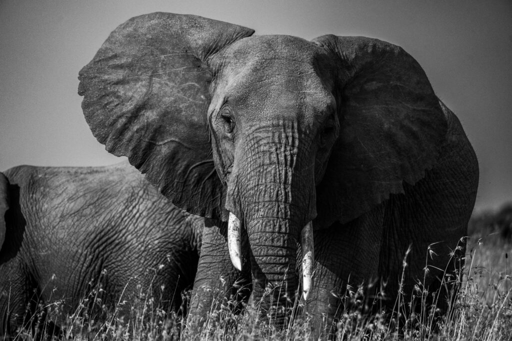 Wildlife or nature scene from Kenya Expedition Terra 2024, highlighting the environment