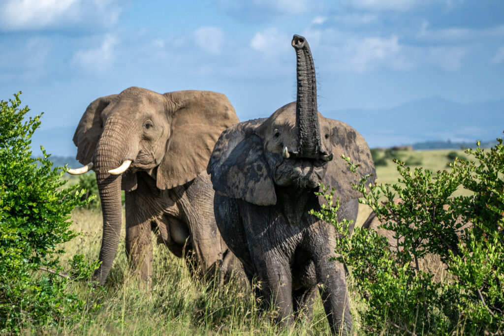 Expedition Terra filming in Kenya wilderness, 2024